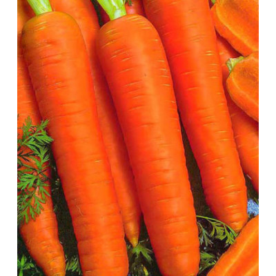 Морковь гранулированная Королева осени
