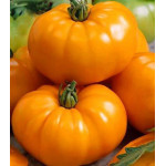 Томат Оранжевый гигант Томат Оранжевый гигант
