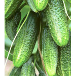 Огурец Гирлянда F1 Огурец Гирлянда F1