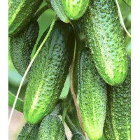 Огурец Гирлянда F1