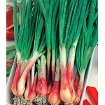 Лук перо Русское застолье Лук перо Русское застолье