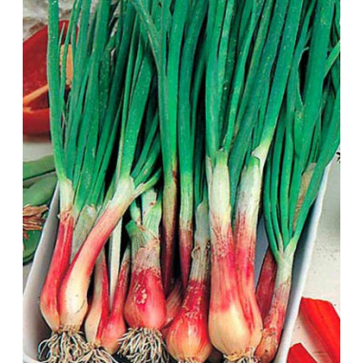 Лук перо Русское застолье