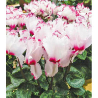 Цикламен персидский Клубничный коктейль F1