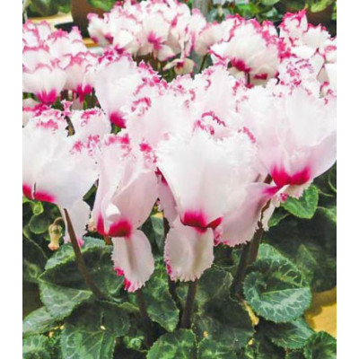 Цикламен персидский Клубничный коктейль F1