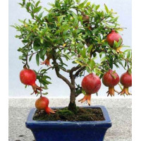 Гранат карликовый