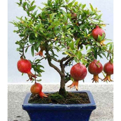 Гранат карликовый