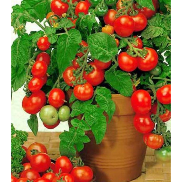 Томат карликовый Бэйби Скарлет F1 Томат карликовый Бэйби Скарлет F1