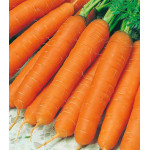 Морковь гранулированная Осенний король Морковь гранулированная Осенний король