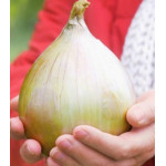 Лук репчатый Богатырская сила Лук репчатый Богатырская сила