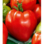 Томат Сердце Сибири