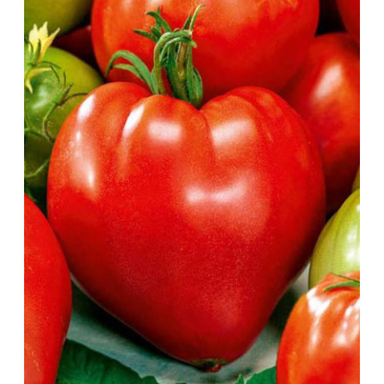 Томат Сердце Сибири