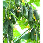 Огурец Домашнее чудо F1 Огурец Домашнее чудо F1