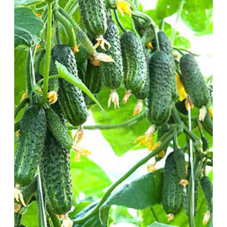 Огурец Домашнее чудо F1 Огурец Домашнее чудо F1