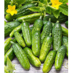 Огурец Алтай Огурец Алтай