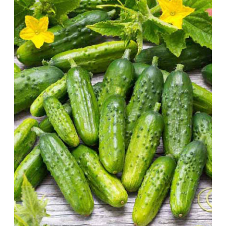 Огурец Алтай Огурец Алтай