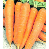 Морковь Алтайская лакомка