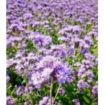 Фацелия Фацелия
