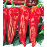 Перец острый Пламя дракона Перец острый Пламя дракона