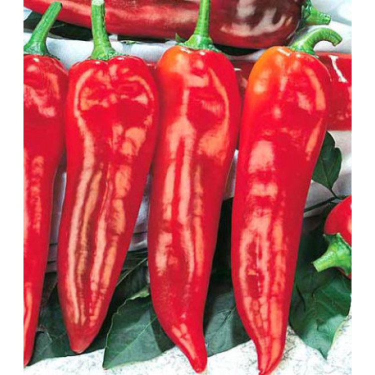 Перец острый Пламя дракона Перец острый Пламя дракона