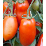 Томат Сибирский сюрприз Томат Сибирский сюрприз