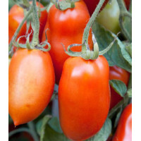 Томат Сибирский сюрприз