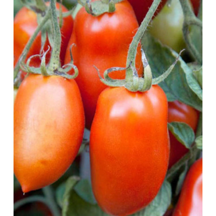 Томат Сибирский сюрприз Томат Сибирский сюрприз