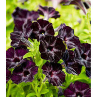 Петуния многоцветковая Черная вишня F1
