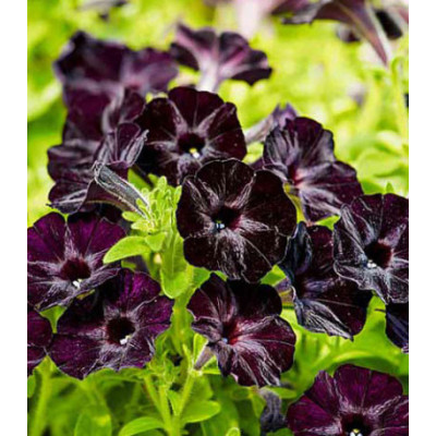 Петуния многоцветковая Черная вишня F1