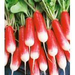 Редис Аврора Редис Аврора