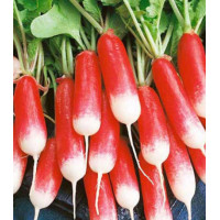 Редис Аврора