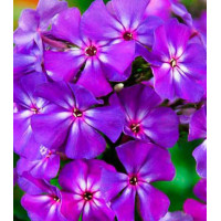 Флокс друммонда Синий бархат