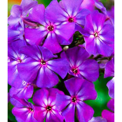 Флокс друммонда Синий бархат