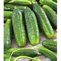 Огурец Хрустящий король F1