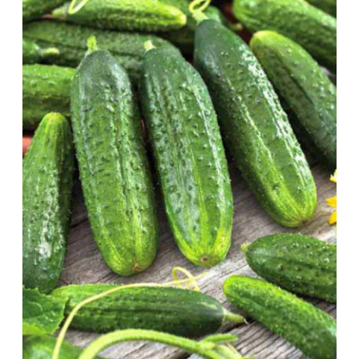Огурец Хрустящий король F1