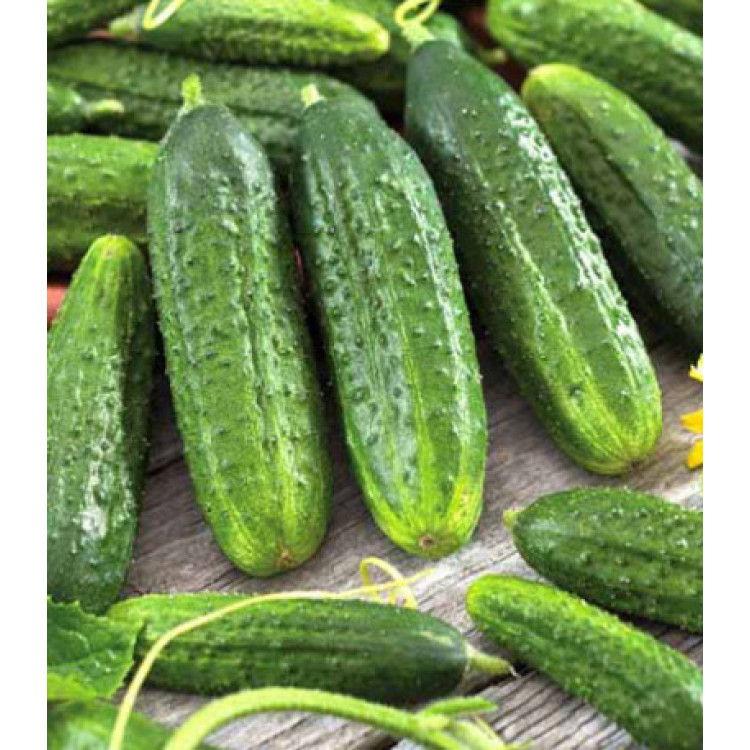 Огурец Хрустящий король F1 Огурец Хрустящий король F1