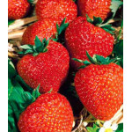 Клубника каскадная ремонтантная Элан F1 Клубника каскадная ремонтантная Элан F1