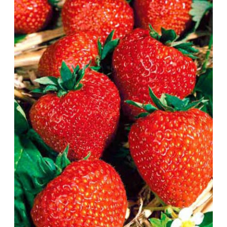 Клубника каскадная ремонтантная Элан F1 Клубника каскадная ремонтантная Элан F1