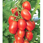 Томат Сахарная слива красная Томат Сахарная слива красная