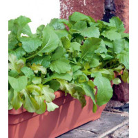 Горчица листовая Прима