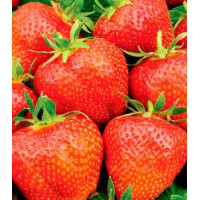 Земляника крупноплодная Королева Елизавета