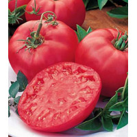 Томат Биф Пинк Бренди F1