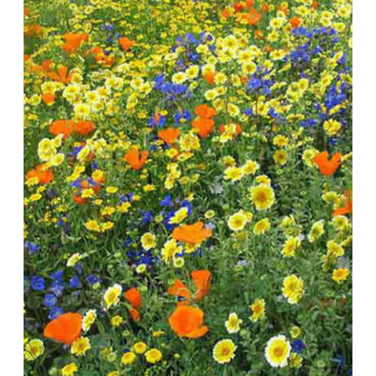 Газон Мавританский Газон Мавританский