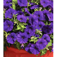 Петуния Эксплорер синяя F1