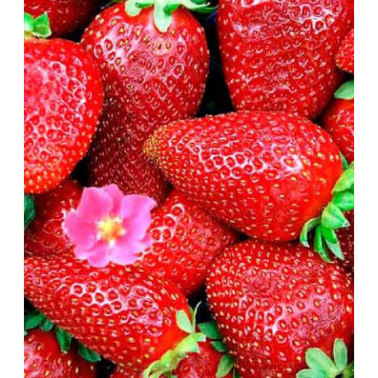 Клубника ремонтантная Тристан F1 Клубника ремонтантная Тристан F1