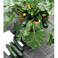 Кабачок Патио Стар F1