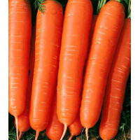 Морковь Мармелад красный