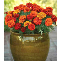 Бархатцы Огненный шар