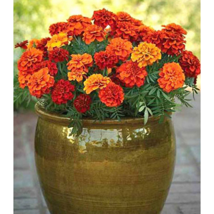 Бархатцы Огненный шар Бархатцы Огненный шар