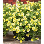 Калибрахоа ампельная Желтый шелк Калибрахоа ампельная Желтый шелк