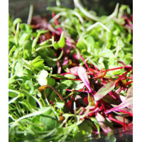 Микрозелень Салатная